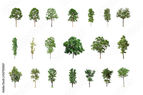 Collection of Isolated Trees on white background, A beautiful trees from Thailand, Suitable for use in architectural design, Decoration work, Used with natural articles both on print and website.