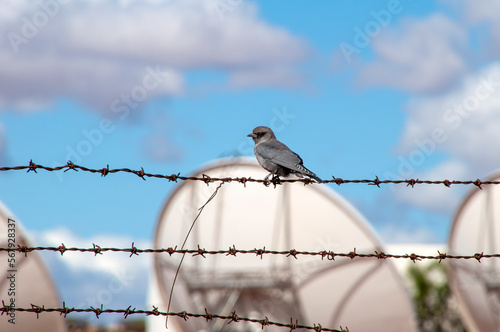 White Cliffs Australia, grey immature black-faced cuckoo shrike perched on barbwire fence photo