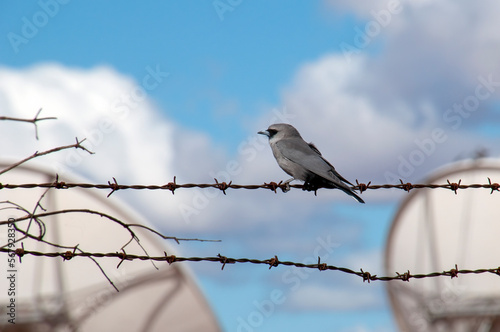 White Cliffs Australia, immature black-faced cuckoo shrike perched on barbwire fence