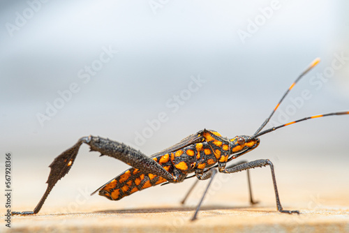 close-up Triatomine bugs (also called “kissing bugs”, cone-nosed bugs, and blood suckers)