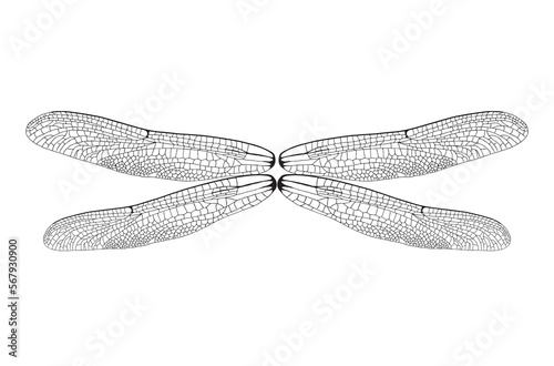 wings illustration, insect isolated on white. wing vector. Realistic Dragonfly Wings  © feipco