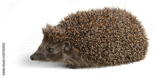 Hedgehog