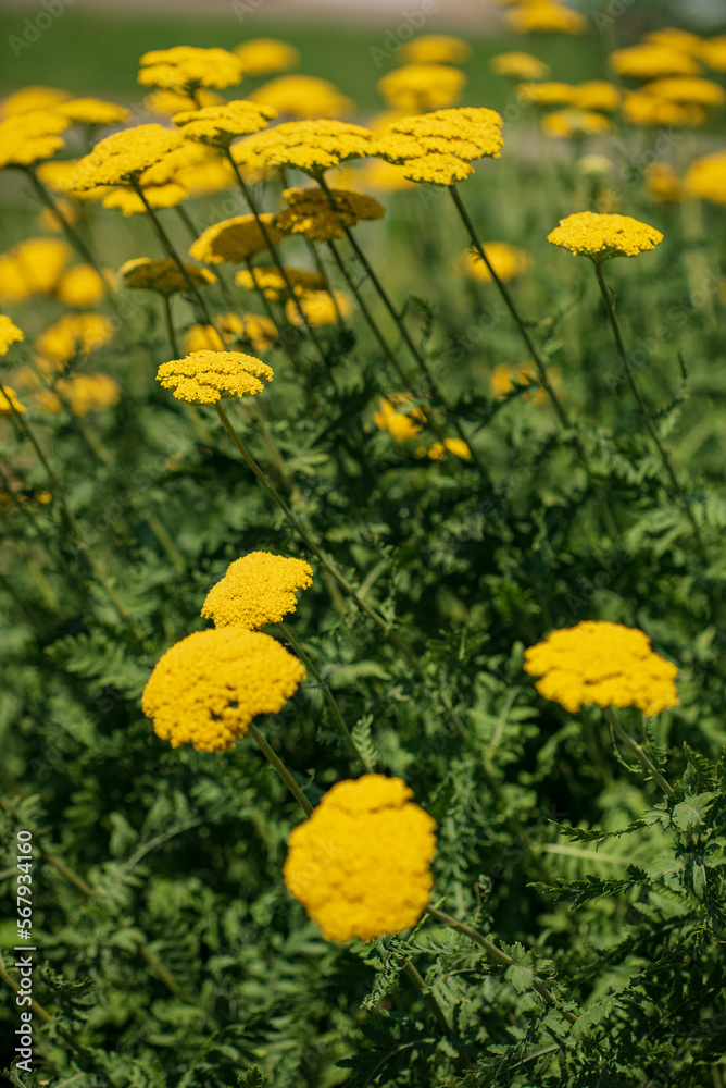 Obraz premium Tanacetum vulgare, wild yellow meadow flower head close-up