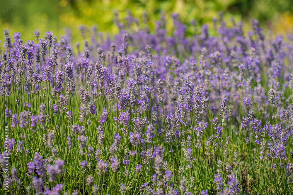 Naklejka premium organic lavender in the garden