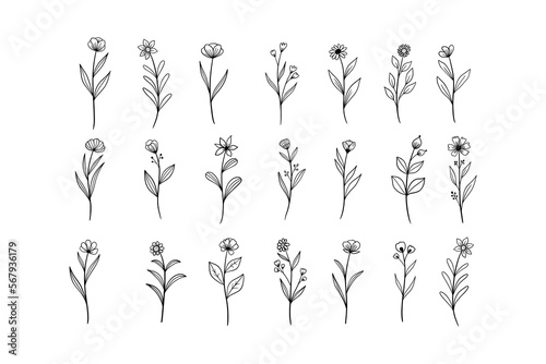 Hand Drawn Wildflower Line Art Illustrations. Botanical and Natural Designs for Invitations, Posters, and Digital Art