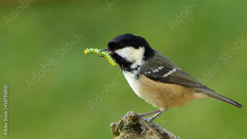 Coal Tit with a caterpillar in its beak on a branch in a tree in UK
