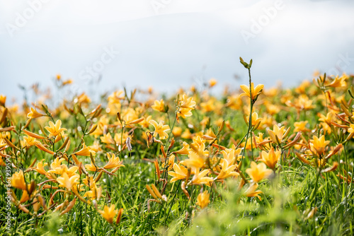 ニッコウキスゲの群生