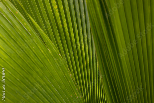 Detail of a folded palm leaf. Repeating pattern