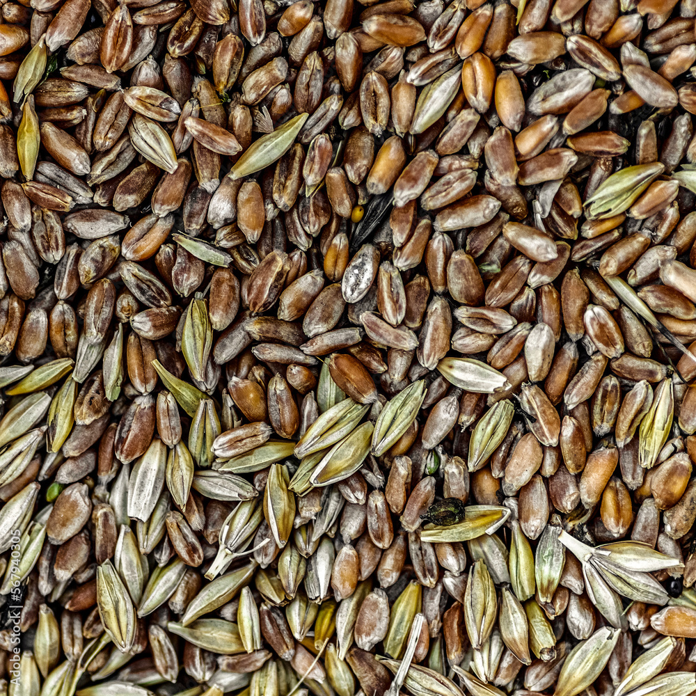 The surface of the grain storage for feeding chickens as a background. The surface of the grain storage for feeding chickens as a background.