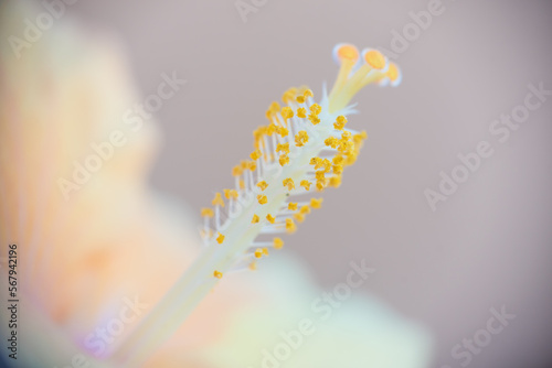 Close up of Hibiscus Rosa-Sinensis flower pollen