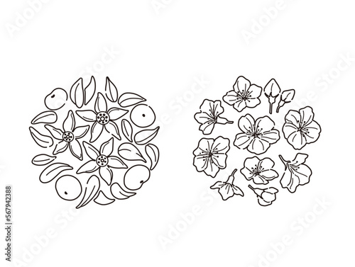 ひな人形の飾り（橘と桜の花）線画