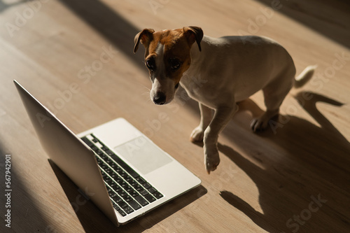 Jack Russell Terrier dog sitting at a laptop on a wooden floor.  © Михаил Решетников