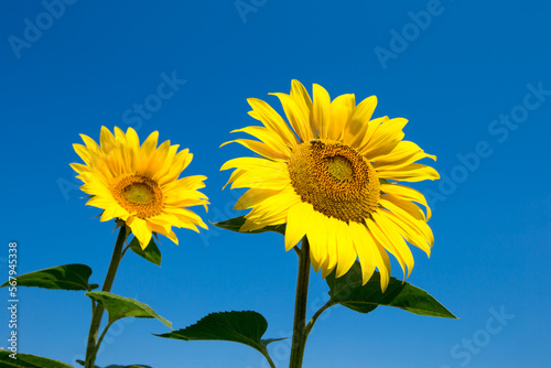 Sunflower field with cloudy blue sky