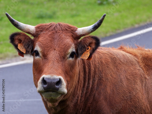portrait of a limousin cow with horns