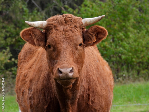 limousin cow in a field