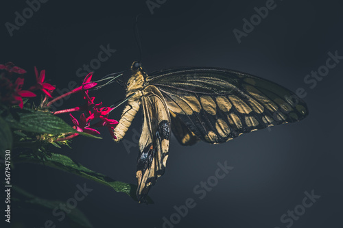 butterfly on a branch