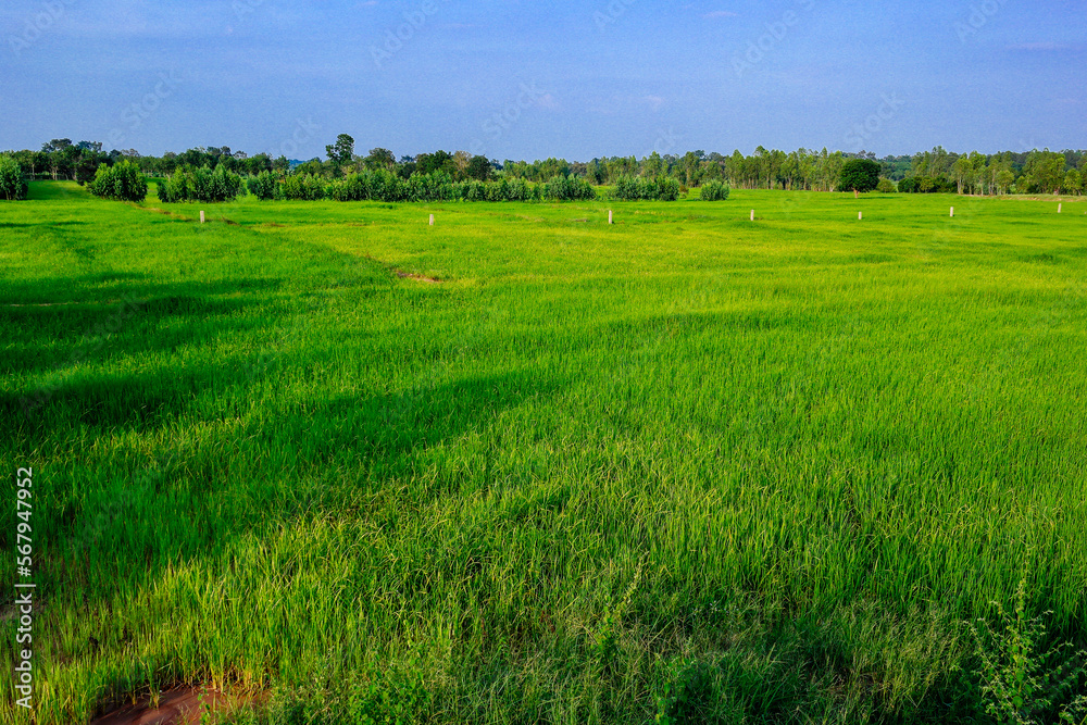 beautiful green rice field beautiful green rice field