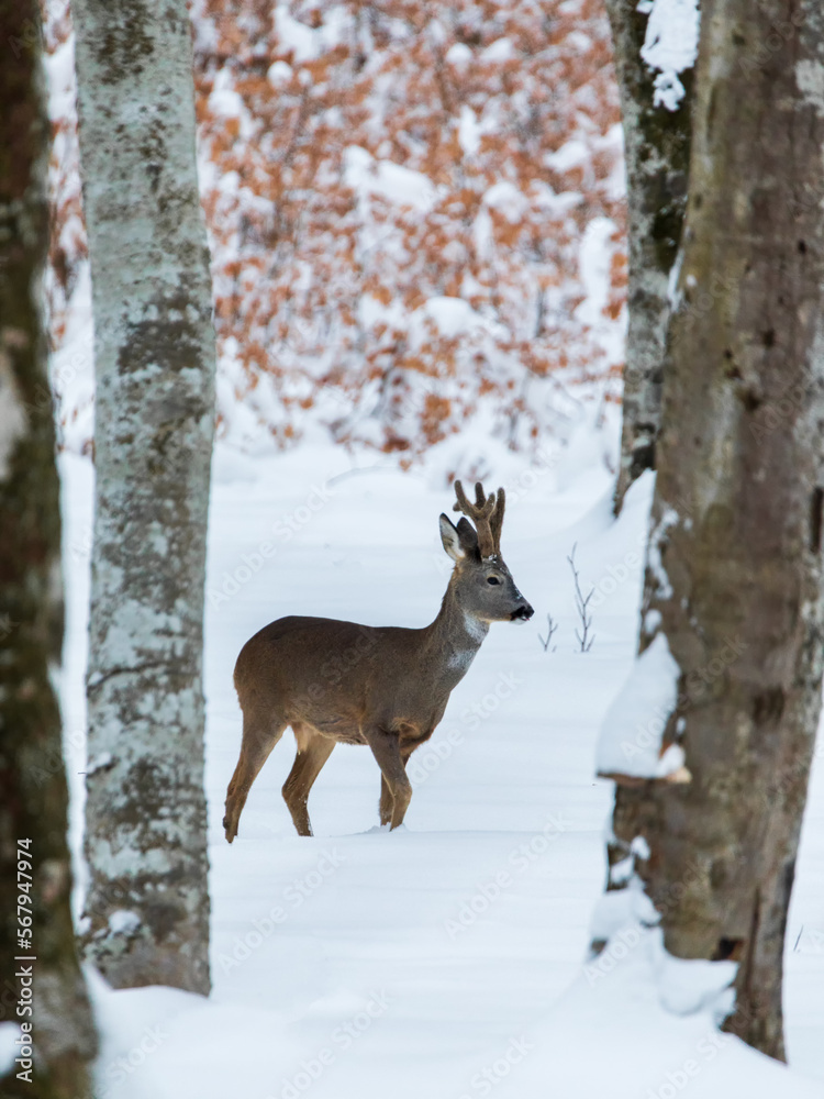 Roe deer (Capreolus capreolus) in the winter forest. Roe deer (Capreolus capreolus) in the winter forest.