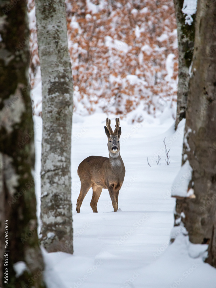 Portrait of a young male roe deer in the wild forest in winter season. Portrait of a young male roe deer in the wild forest in winter season.