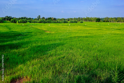 beautiful green rice field