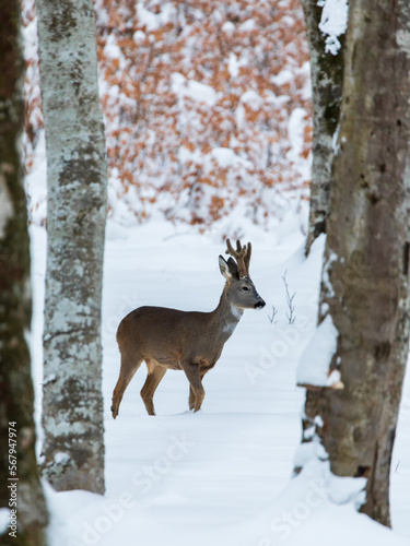 Roe deer (Capreolus capreol...