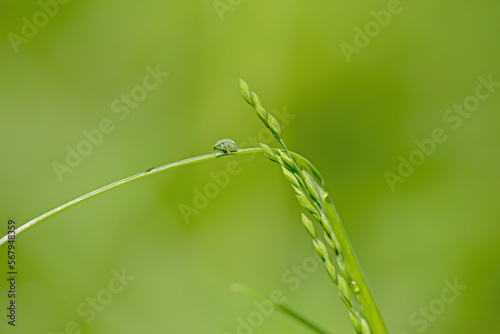 water drop on a grass blade, contemplative picture