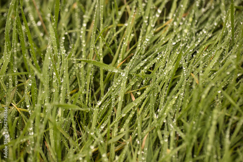 Morning Dew on the Grass