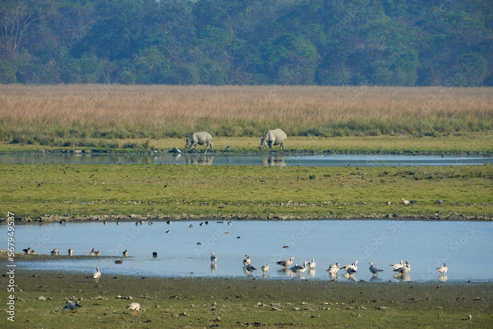 Mother and calf rhinos grazing on a forest grassland of Pobitora National Park in Assam with bar-headed geese in the foreground 
