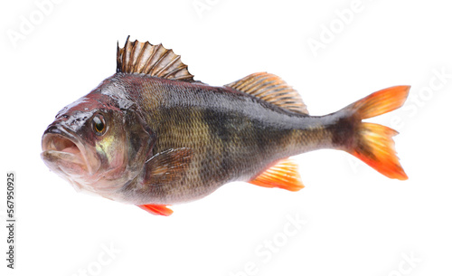 Fish perch isolated on white