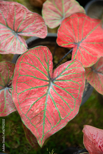 Colorful of Caladium leave for background. Colorful of Fancy Leaved Caladium,dot color leaf,colorful of leaf. Fancy Leaved Caladium. (Scientific Name:Caladium Bicolor)