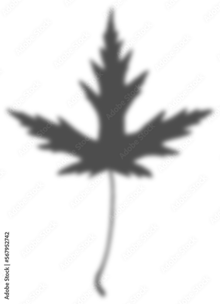 Obraz premium shadow transparent floral sunlight blur