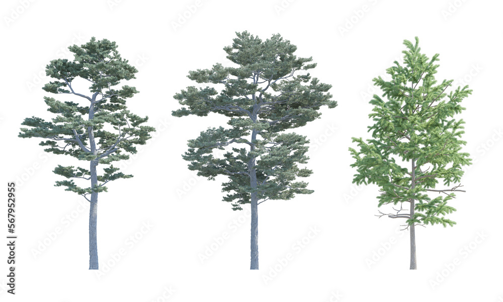Scots Pine Pine Tree set alpha channel Scots Pine Pine Tree set alpha channel