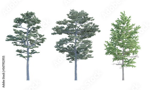 Scots Pine Pine Tree set alpha channel