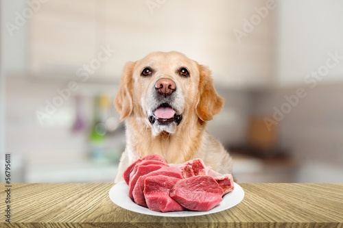 Cute young lovely dog posing with bowl of food