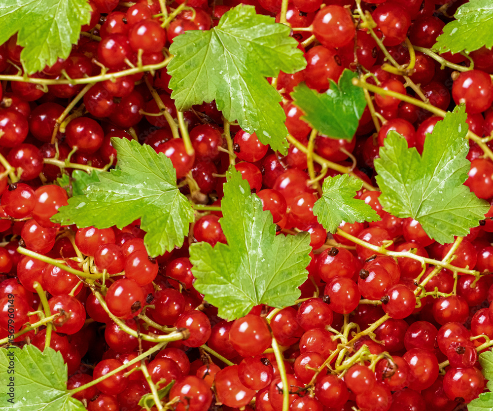 Seamless pattern of red currant with green leaves. Packaging design, printing on fabric, paper. Seamless pattern of red currant with green leaves. Packaging design, printing on fabric, paper.