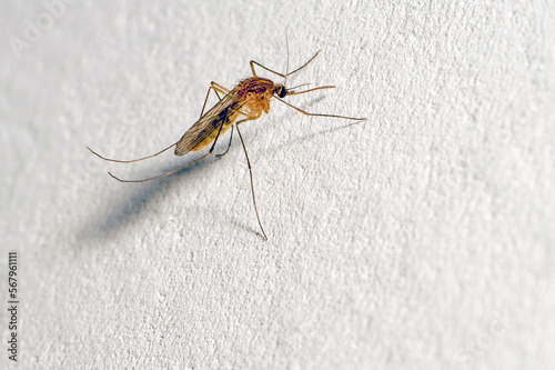 A mosquito with a protruding proboscis sits on a white wall. Text space