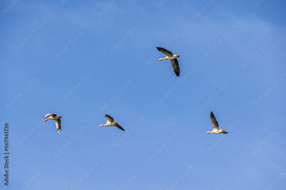 Flock of Greylag geese flying at a blue sky