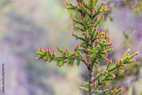 Spruce tree with red cones on the branches