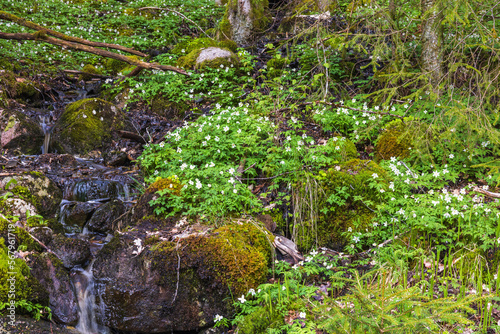 Small creek in the forest with flowering Wood anemones