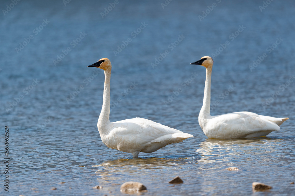Trumpeter Swans in the summertime Waterton National Park Alberta, Canada Trumpeter Swans in the summertime Waterton National Park Alberta, Canada