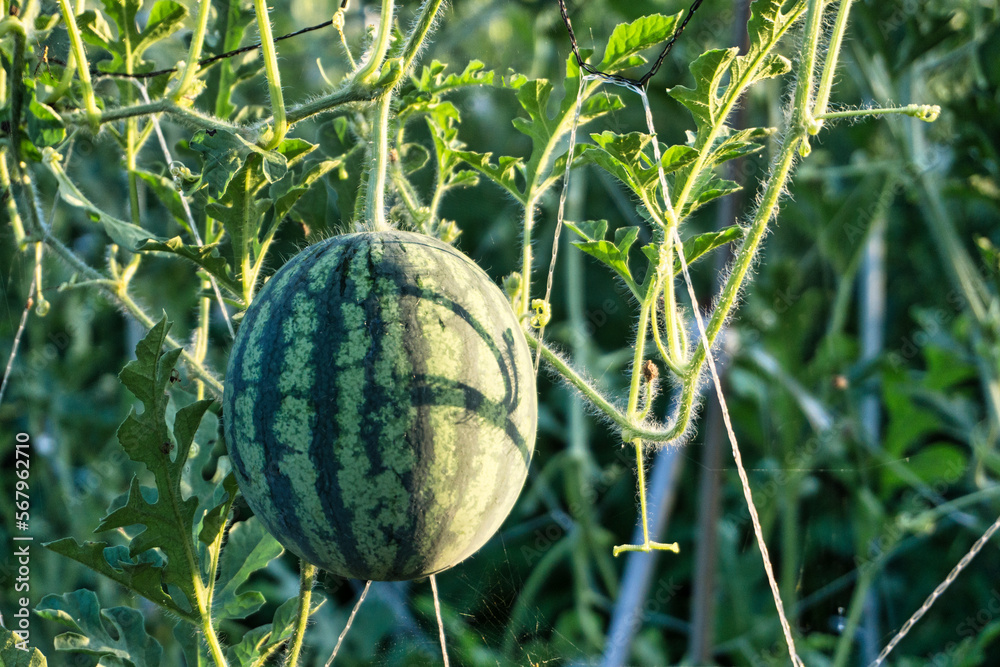 apple watermelon on the field apple watermelon on the field