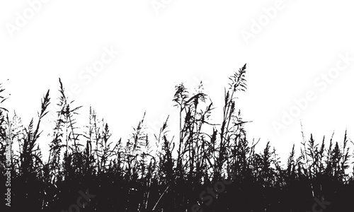grass silhouette background vector  illustration