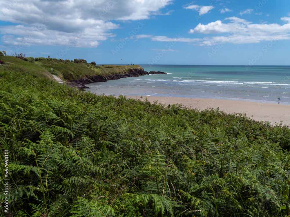 Dense vegetation on the shores of the Atlantic Ocean in Ireland on a fine day. Irish seascape. Green plants near body of water