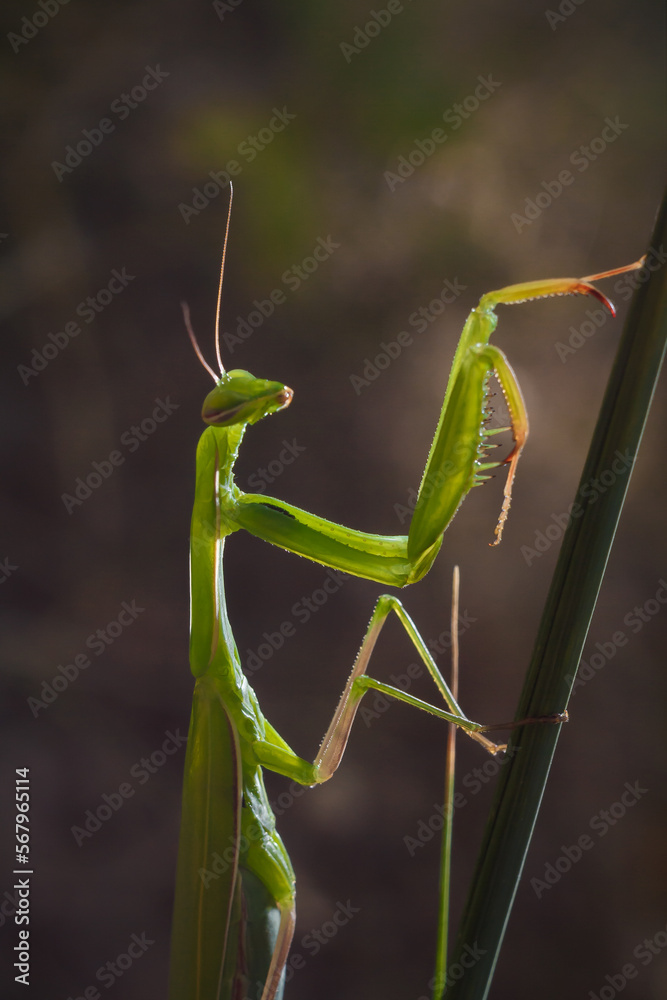 Big green young European mantis or mantis religiosa sitting on branch. Insects and flora. Soft focused macro shot Big green young European mantis or mantis religiosa sitting on branch. Insects and flora. Soft focused macro shot
