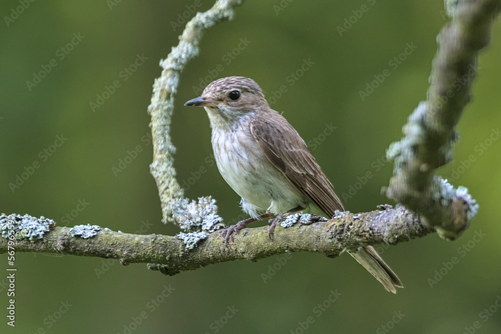 Wild gray flycatcher sits on a branch close-up. A small gray flycatcher from the flycatcher family is a small passerine bird. Wild bird in natural habitat. Wild gray flycatcher sits on a branch close-up. A small gray flycatcher from the flycatcher family is a small passerine bird. Wild bird in natural habitat.