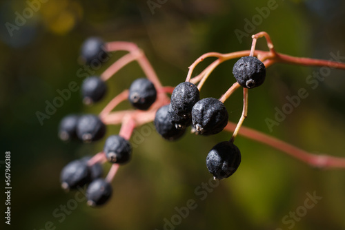 Frangula rhamnus bush branches with black ripe green berries in sunlight on blurry forest background