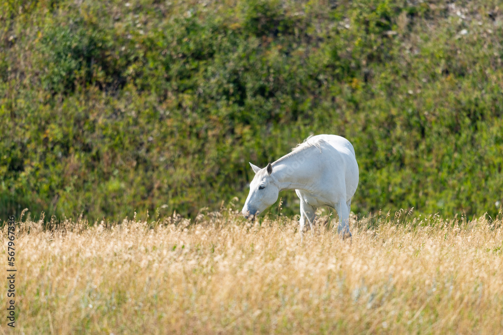 Painted horse grazing in the foothills of the rocky mountains Painted horse grazing in the foothills of the rocky mountains