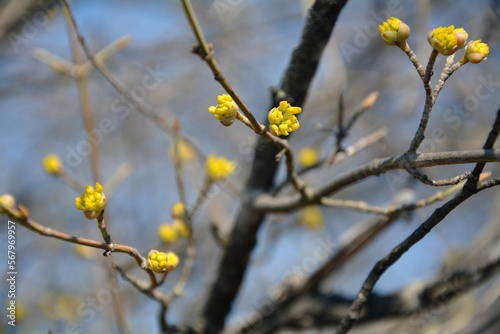 A closeup shot of the branched on a blooming tree (Lindera obtusiloba) with yellow blossoms in a sunny spring day with blurred background photo