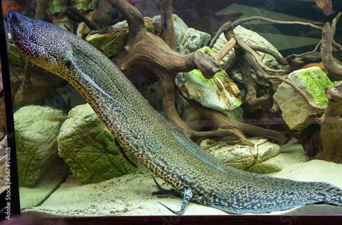 Marbled lungfish (Latin Protopterus aethiopicus).
 It is a genus of lobe-finned fish from the order lungfish, found in tropical Africa. They are able to effectively survive in extreme conditions of dr