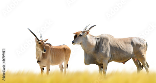 Common Eland antelope (Taurotragus oryx) isolated on transparent background, PNG. © vencav